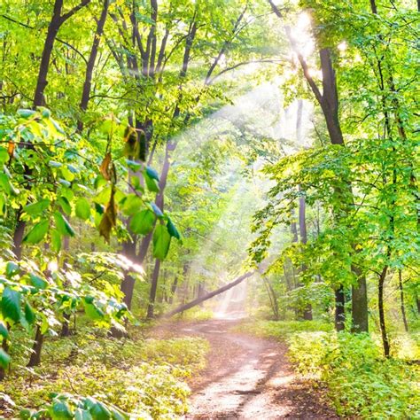 Premium Photo | Green forest with autumn trees footpath and sun light ...