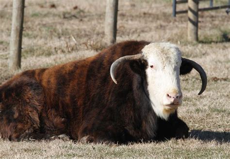 early beefalo breeding stock - Google Search Rare Animals, Unique Animals, Animals And Pets ...