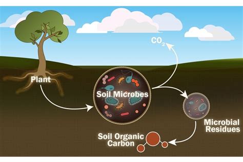 Scientists seek to better understand role of individual soil microorganisms - Tdnews