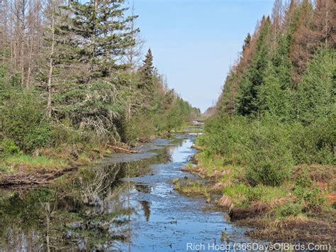 Canoeing the Minnesota Bog | 365 Days of Birds