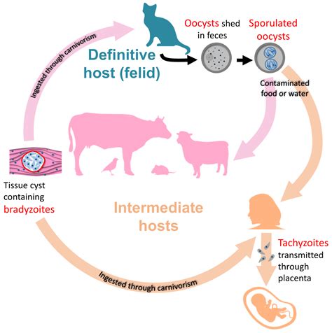 Toxoplasma Gondii Life Cycle Animation