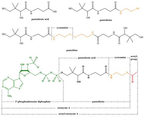 Biotin and Pantothenic Acid, Benefits & Foods Sources, Deficiency, Toxicity