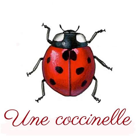 UNE COCCINELLE /kɔksinɛl/ a ladybug || божья коровка | Ladybird drawing ...