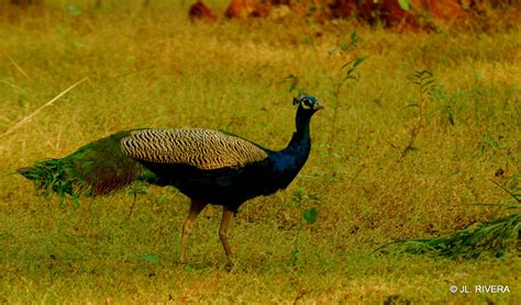 ECOWILDLIFE BIRDWATCHING: BIRDWATCHING NATIONAL PARK OF CHITWAN. NEPAL