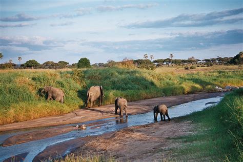 Tarangire National Park, Tanzania Tours and Safaris