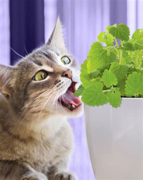 Organic Catnip Plant Fresh & Aromatic | Pet Greens