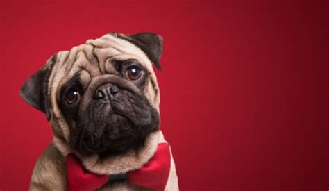 35+ Best Vodafone Puppy Names