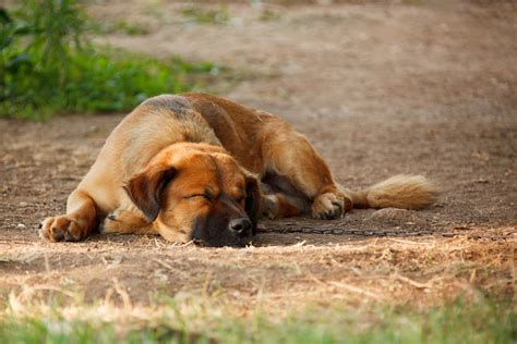 Public Domain Picture | Sleeping dog | ID: 13981222817036 ...