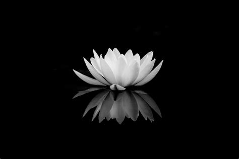 Lotus | Black and white aesthetic, Flower aesthetic, Black backgrounds