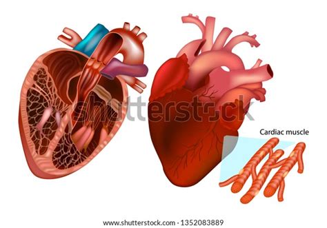 Human Heart Anatomy Anterior View Frontal: เวกเตอร์สต็อก (ปลอดค่าลิขสิทธิ์) 1352083889 ...