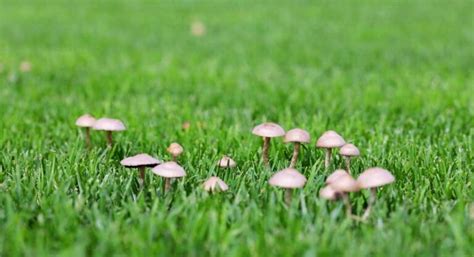 How To Get Rid Of Mushrooms In The Lawn With Vinegar - LawnCARE