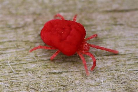 What Are Red Mites, and Why Are They a Chicken Keeper’s Worst Nightmare? | The Omlet Blog