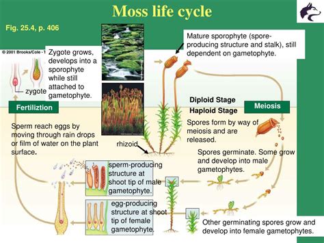 PPT - Mosses and Ferns PowerPoint Presentation, free download - ID:3147846