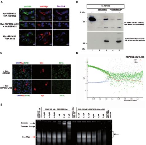 RBPMS2 homodimerization is required for RBPMS2 function. ( A ) Stomachs... | Download Scientific ...