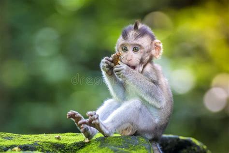 Bebê-macaco pequeno imagem de stock. Imagem de curso - 50972441