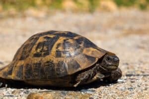 Turtle Poop (Detailed Guide – All Questions) – Reptiles Time