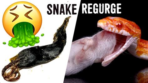 Black Snakes Regurgitating Food - Pet Food Guide