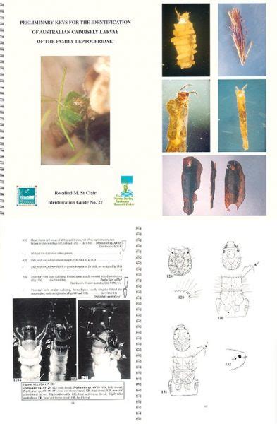 Preliminary keys for the identification of Australian caddisfly larvae ...