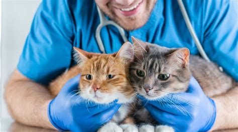 Best Pet Insurance For Cats 2024: Is It Worth It? - Love Your Cat