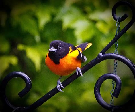 Maryland State Bird | Baltimore Oriole