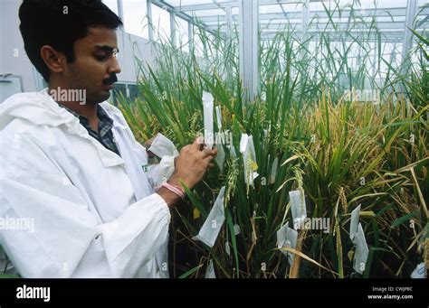 Philippines IRRI international rice research institute in Los Banos near Manila , research on ...