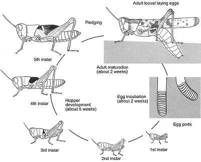 Locust Life Cycle