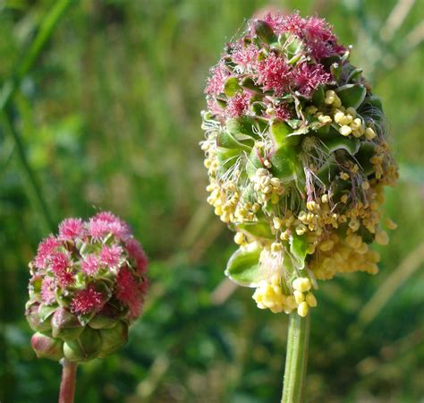 Burnet, Nutritious Leaves and a Herbal Healing History - Eat The Planet