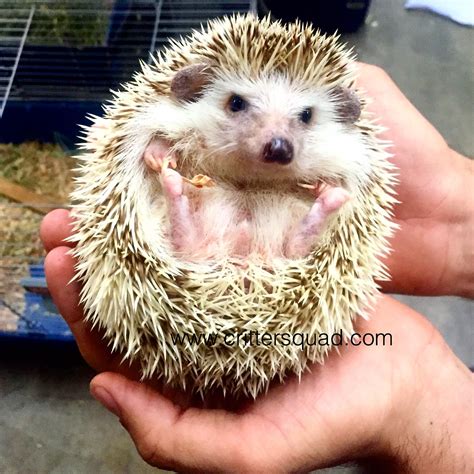 A tiny ball of spiky cuteness. This is Sonic, our Four-toed hedgehog. He's almost too adorable ...