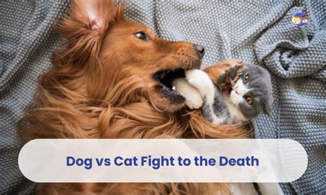 Dog vs Cat Fight to the Death: Who Would Win?