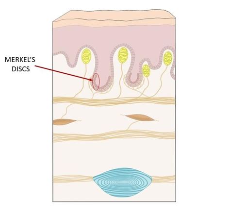 Merkel's discs - definition — Neuroscientifically Challenged