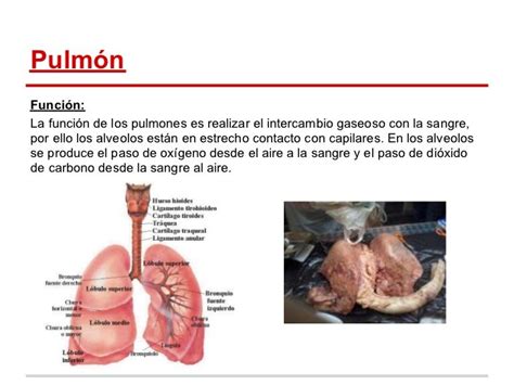 El pulmón, su estructura y funciones.