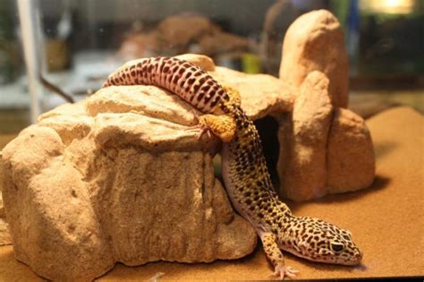 Leopard Gecko Enclosure: How to Set Up The Ideal Tank?