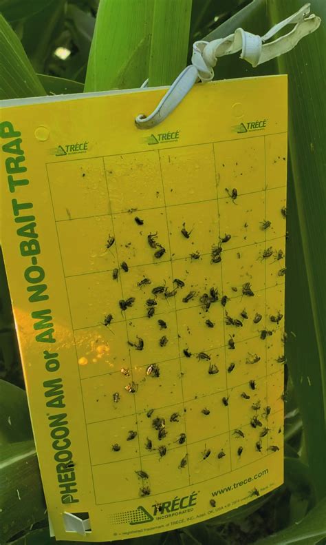 Corn Rootworm Monitoring Continues – Trap Participants Needed for 2023 – Field Crop News