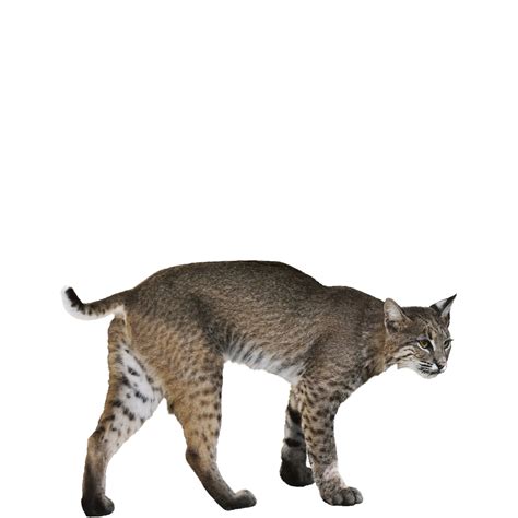 Bobcats PNG Picture - PNG Mart