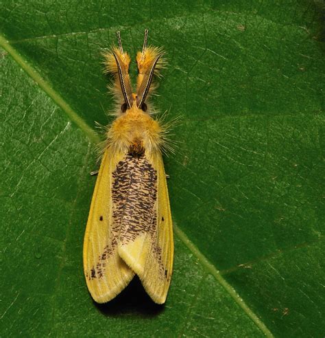 Tussock Moth (Pida niphonis, Lymantriinae, Erebidae) | Flickr