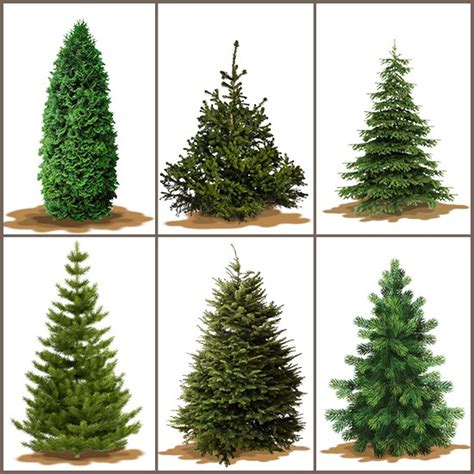 Varieties of Christmas trees - Ladydowns Christmas Trees