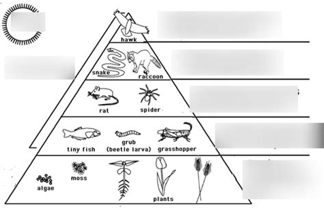 Trophic Levels Diagram | Quizlet