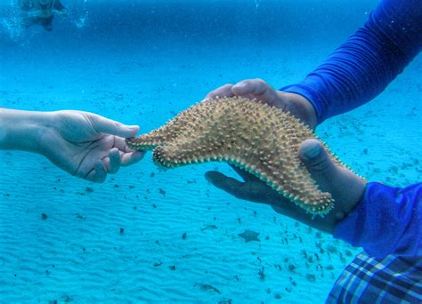 Snorkeling in Cozumel - Tiplr