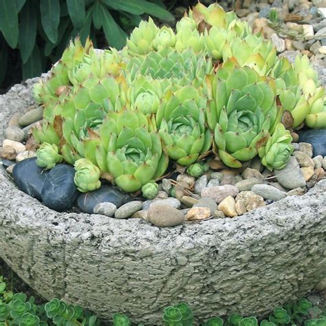 Desert Landscaping Succulents With Center Piece — Randolph Indoor and ...