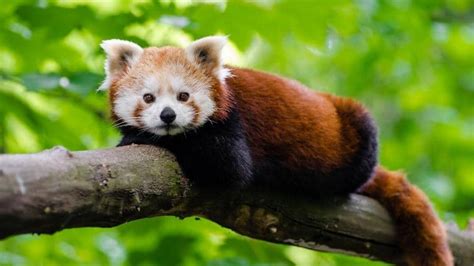 Wild and wonderful Asian animals | Articles | CBC Kids