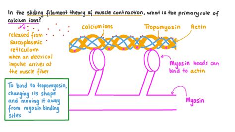 Question Video: Describing the Primary Role of Calcium Ions in Muscle Contraction | Nagwa