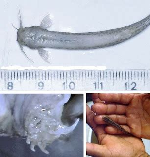 Monster Fish: The Candiru vampire fish