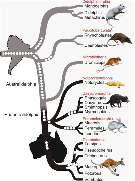 Adaptive Radiation - The Definitive Guide | Biology Dictionary