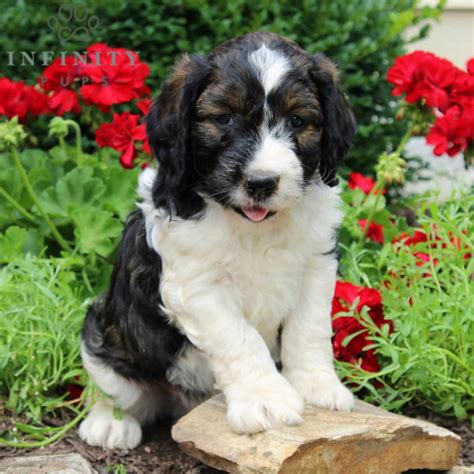 Springerdoodle Puppies For Sale • Adopt Your Puppy Today • Infinity Pups