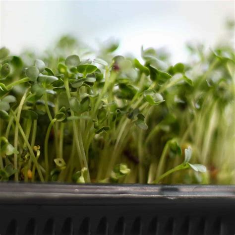 Why Growing Microgreens Is The Best Way to Start Gardening