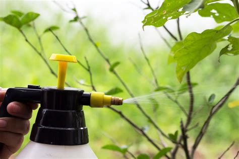 10 Natural Homemade Insecticides That Won't Hurt Your Garden