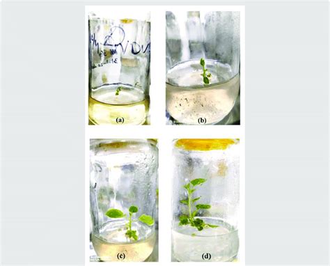 Plant development from the shoot:(a) Shifting of shoots (regenerated ...