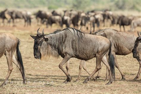 Wildebeest Herd, Maasai Mara National Reserve, Kenya, Connochaetes ...