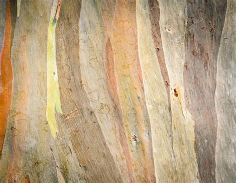 Eucalyptus deglupta tree bark texture — Stock Photo © boonsom #21402869