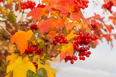 25 of the Best Viburnum Varieties | Gardener’s Path